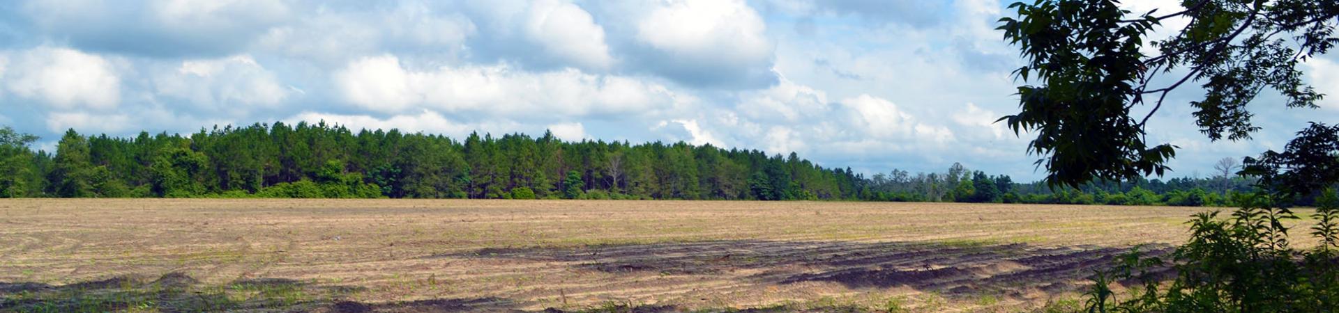 Anderson Farms Dove Field