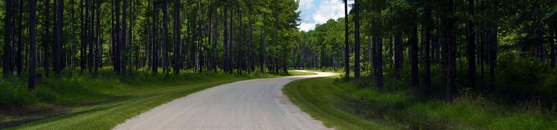 Bullard Creek Unpaved Road