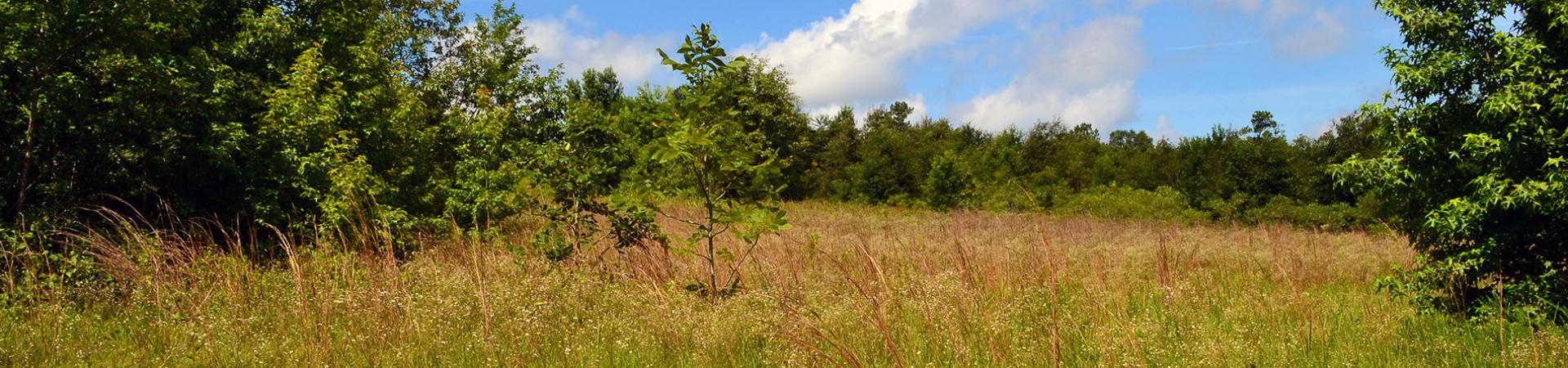 Burke County VPA Field