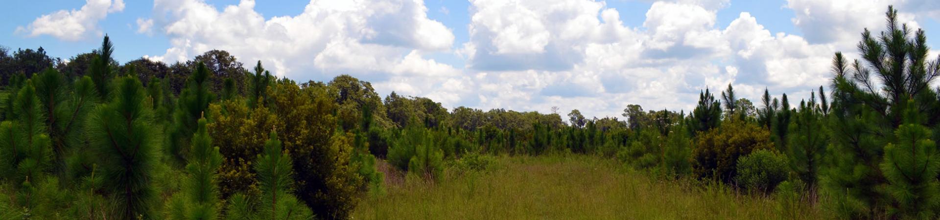 Cardinal Tract Area