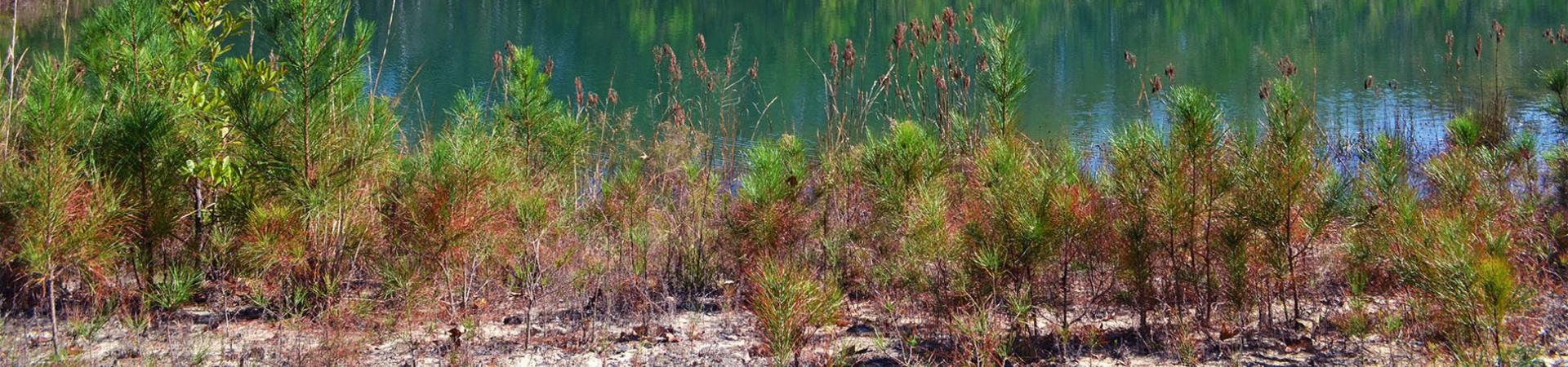 Pond on WMA
