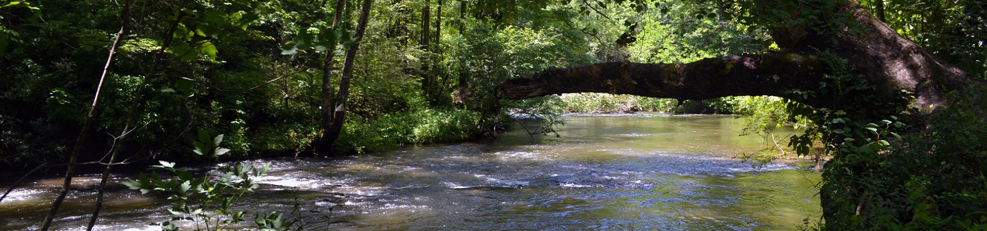 Coopers Creek in the Shade