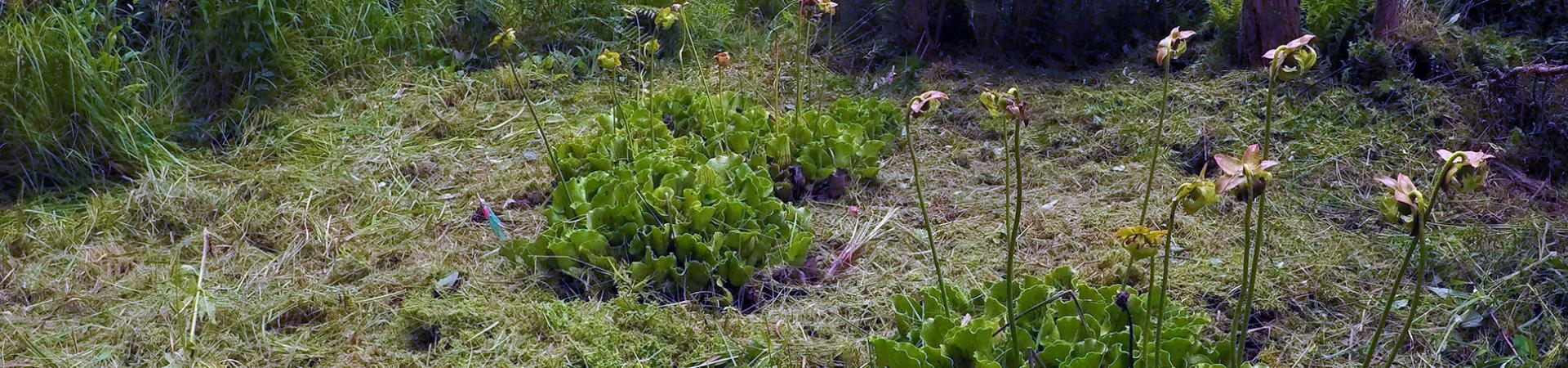 Pitcher Plant Bog