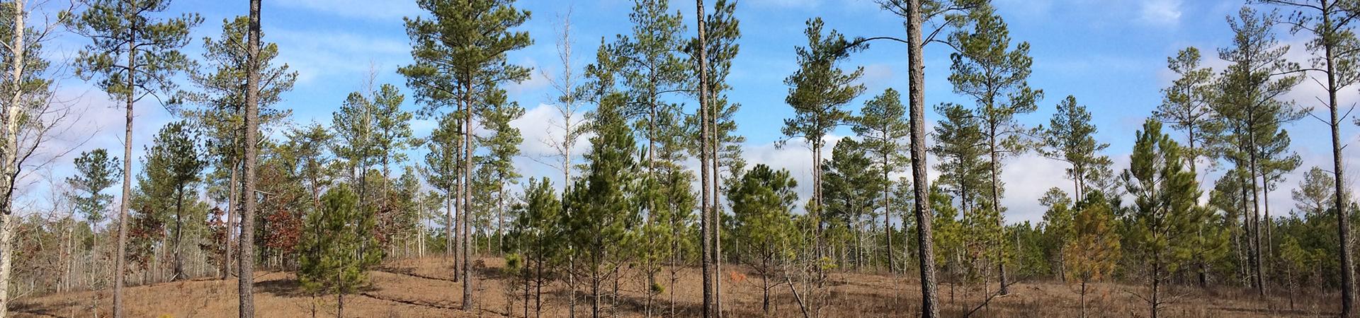 Pine Trees