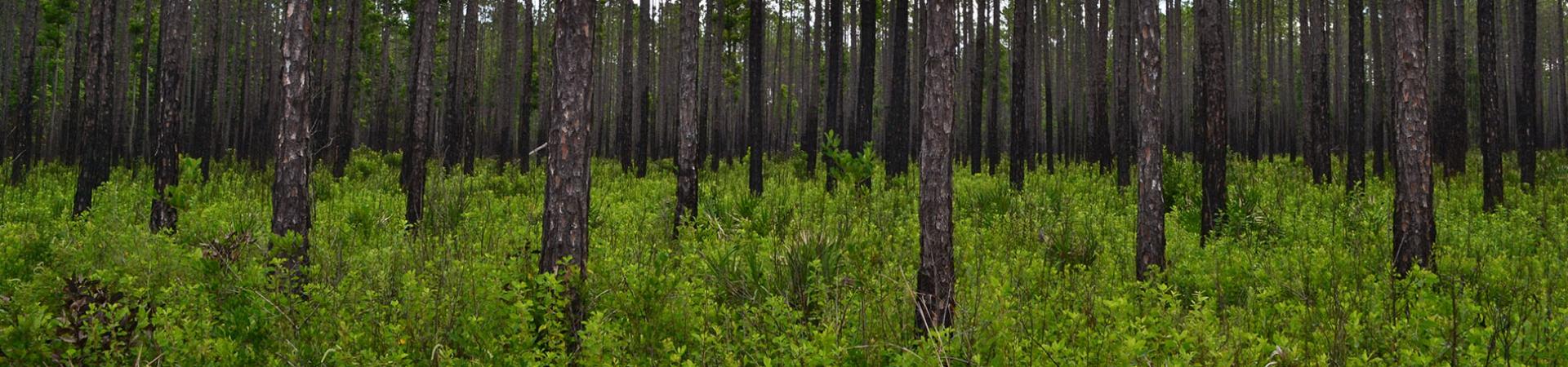 Dixon Memorial Pine Stand