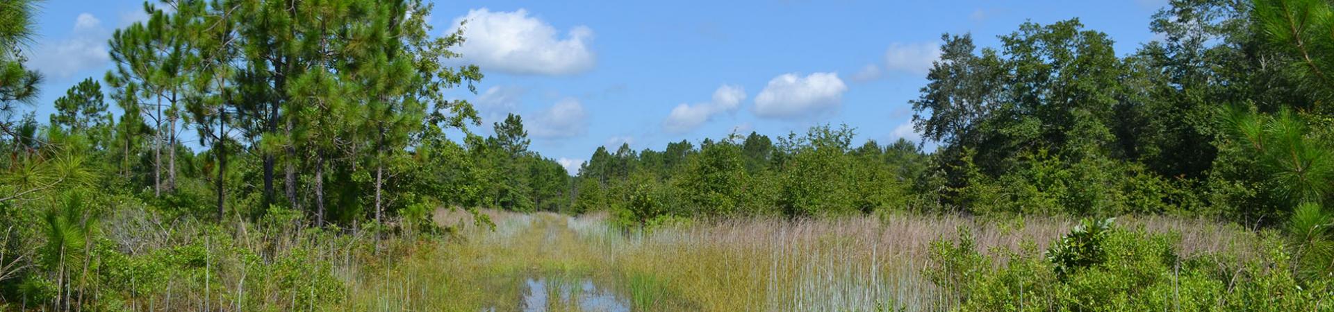 Dupont Tract Open Area