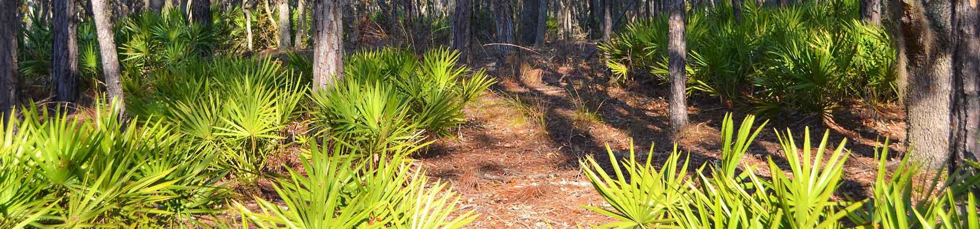 Palmetto Fronts at Griffin Ridge