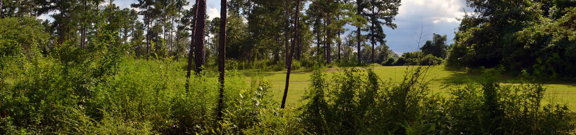 Hannahatchee Creek Photo