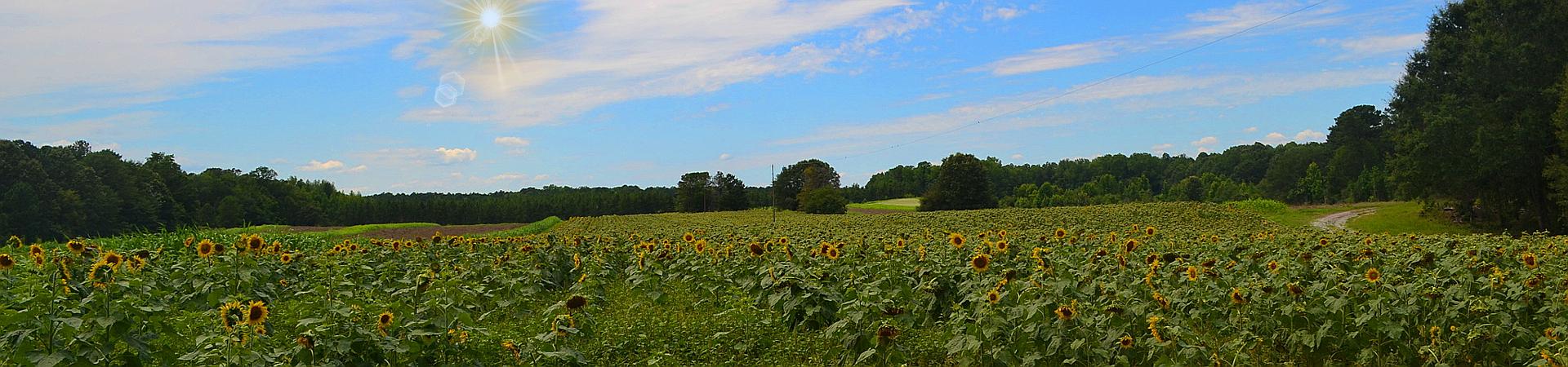 Sunflowers in Dove Field