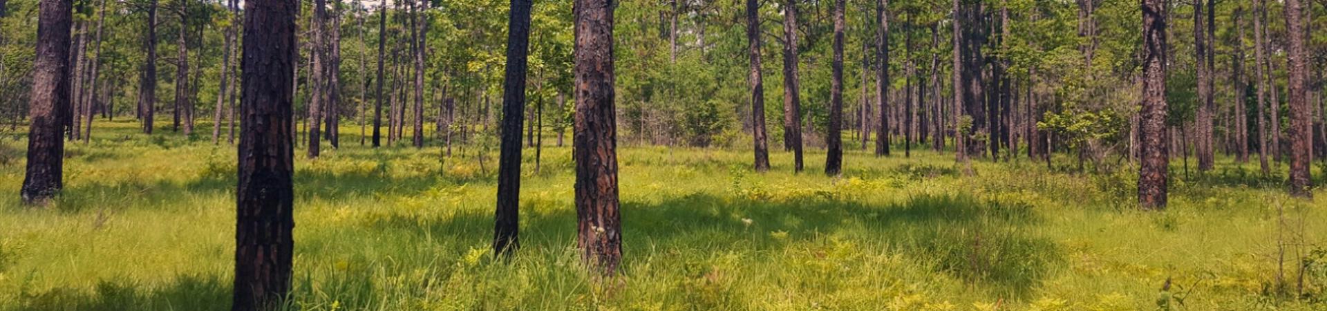 Lake Seminole Longleaf Pines