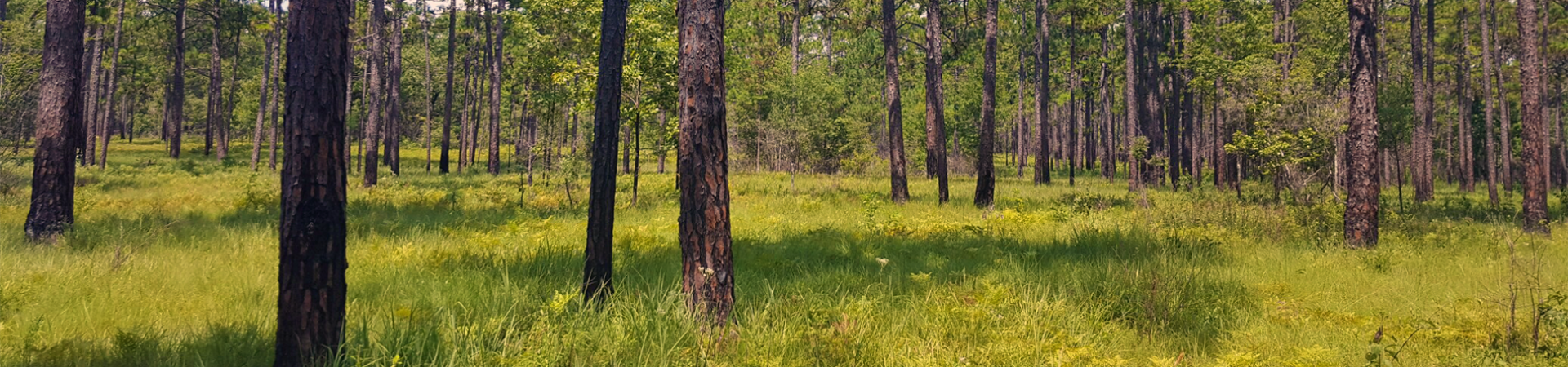 Longleaf Area