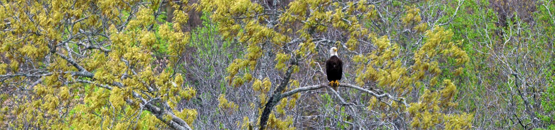 Perched Eagle