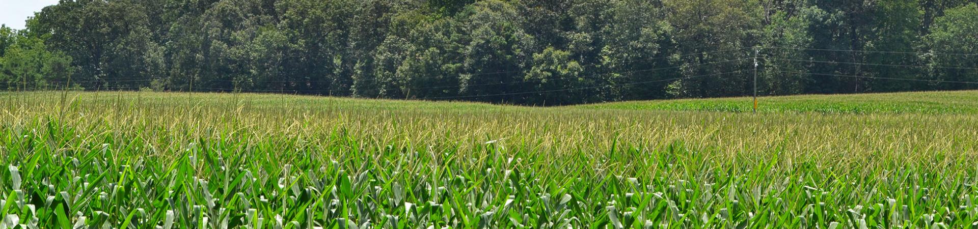 London Farms Corn Field