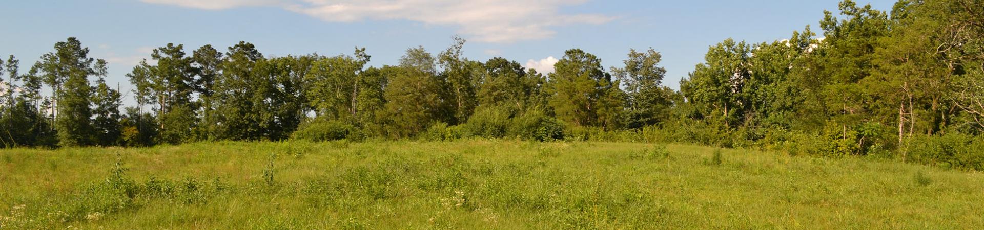 McEntire Road Open Field