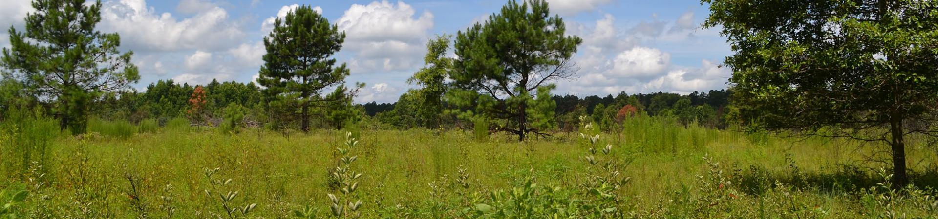 Mead Farm Open Field
