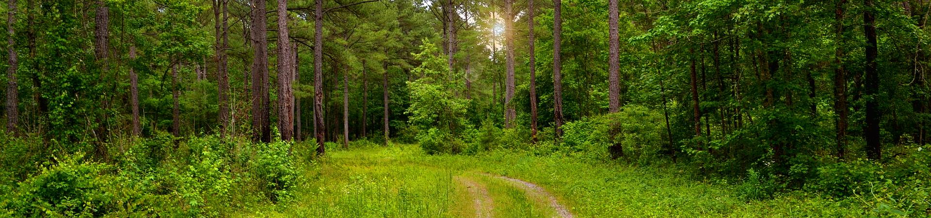 Tree Pasture