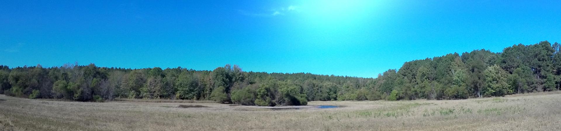 Waterfowl Impoundment at Oconee WMA