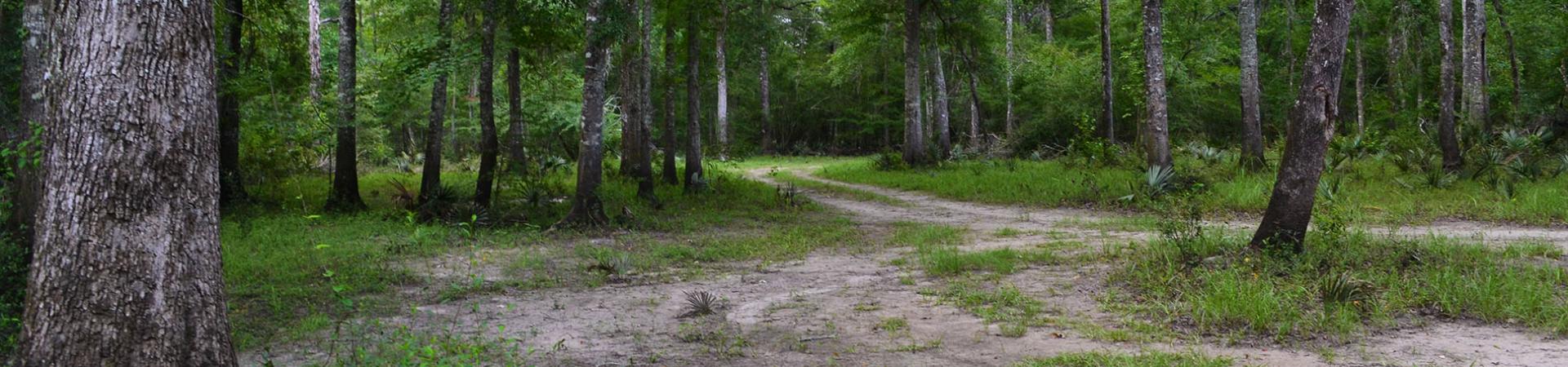 Oliver Bridge Dirt Road