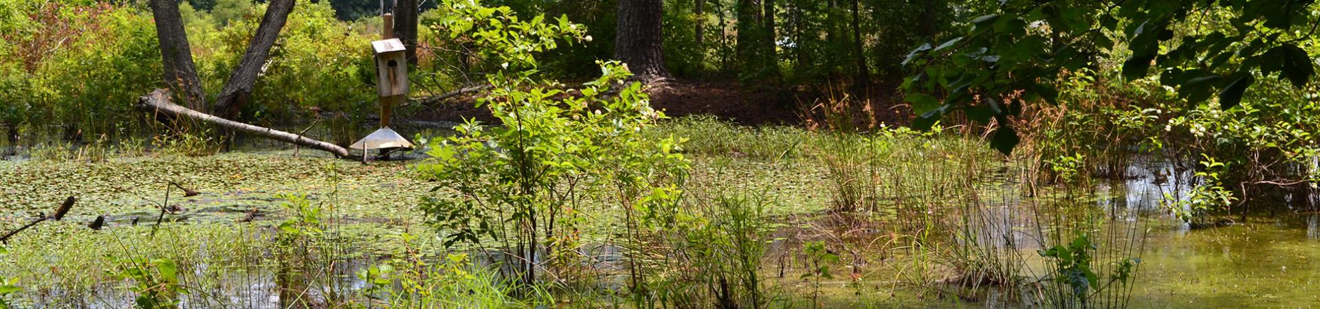 Pleasant Valley Swamp