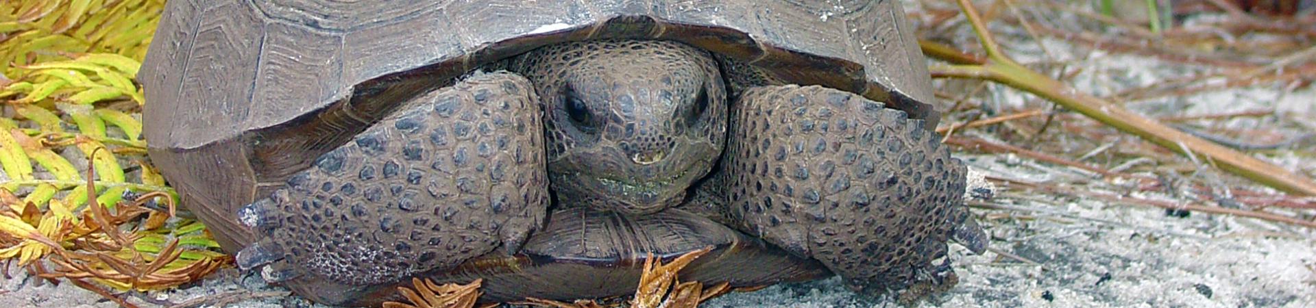 Tortoise