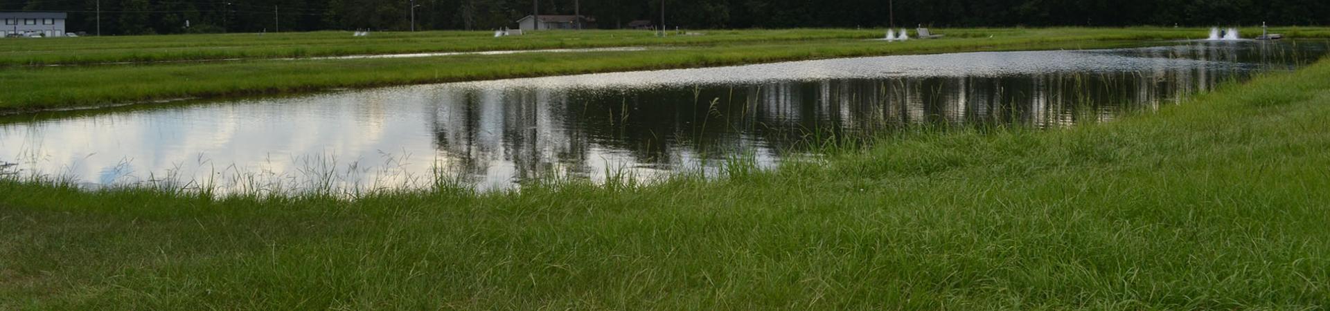 Richmond Hill Hatchery Pond