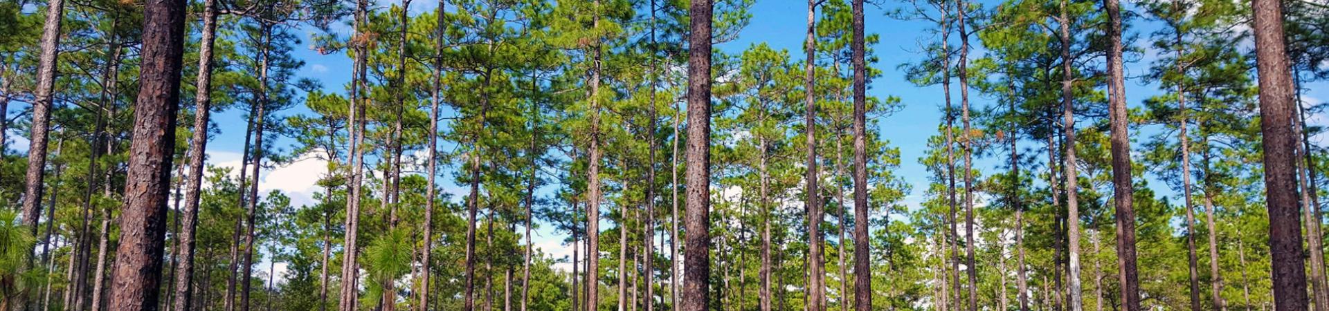 River Creek Woods