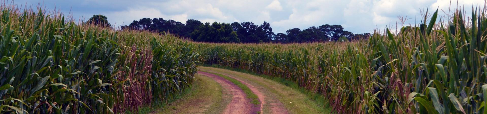 Rogers State Prison Road