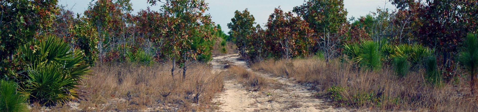 Dirt Road