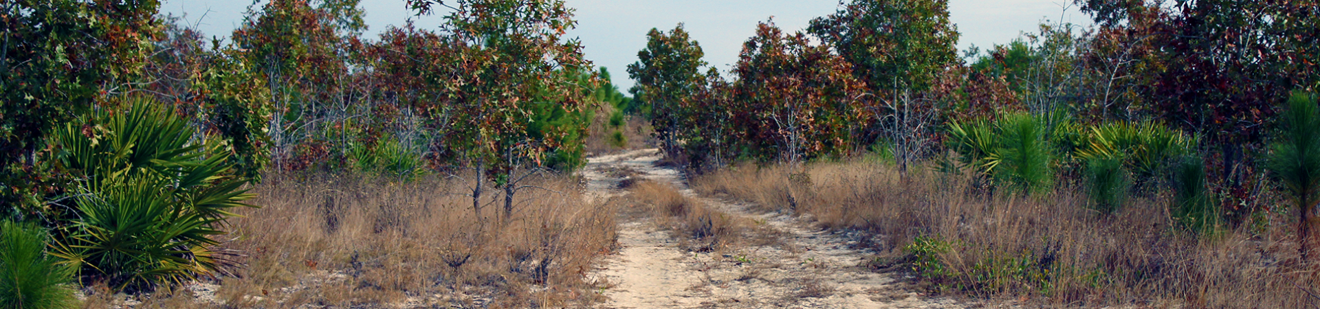 Sandhills