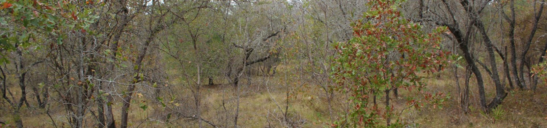 Sandhills at Alligator Creek