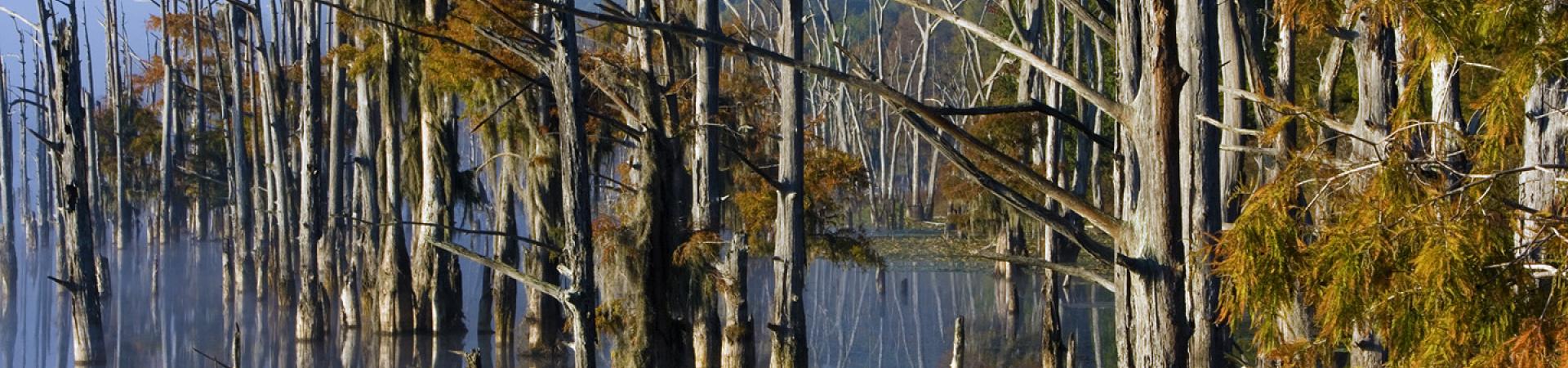 Trees in the Water