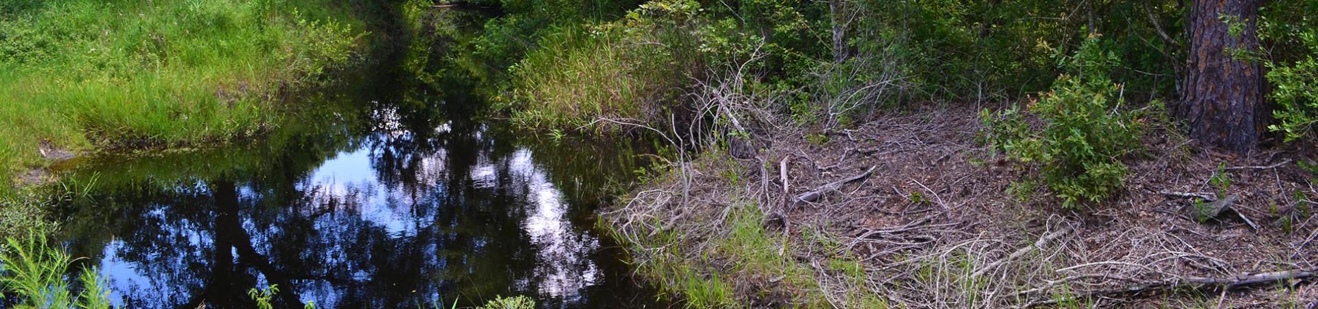 Sparks Cut Off Creek