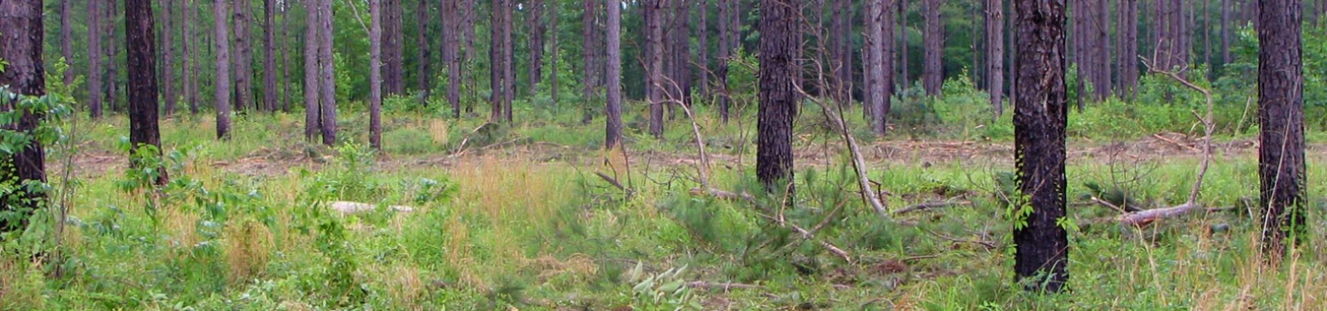 Pine Stand at Tuckahoe