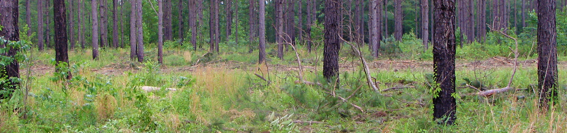 Pine Stand at Tuckahoe