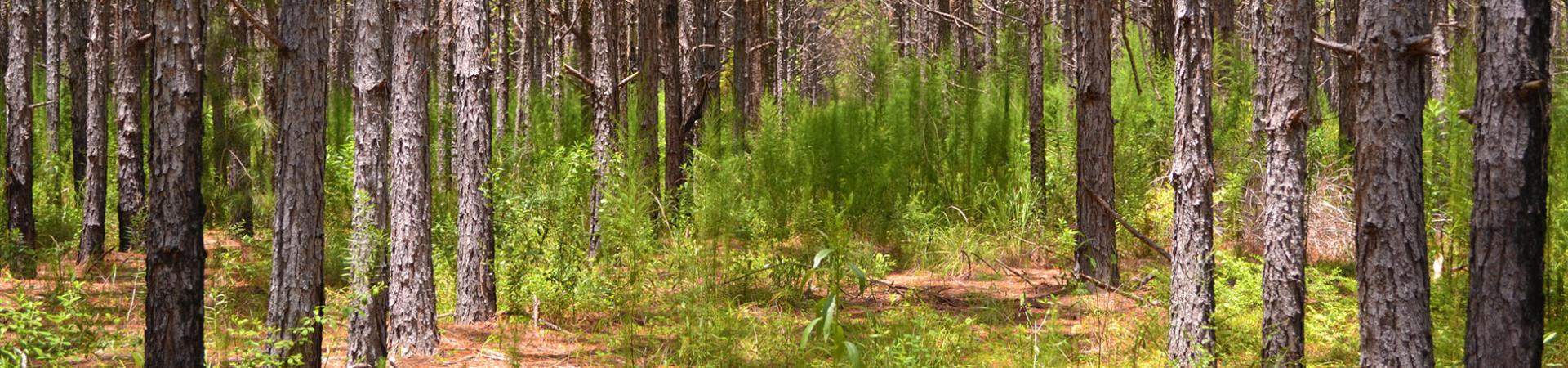 Warren Farm Tract Pine Stand