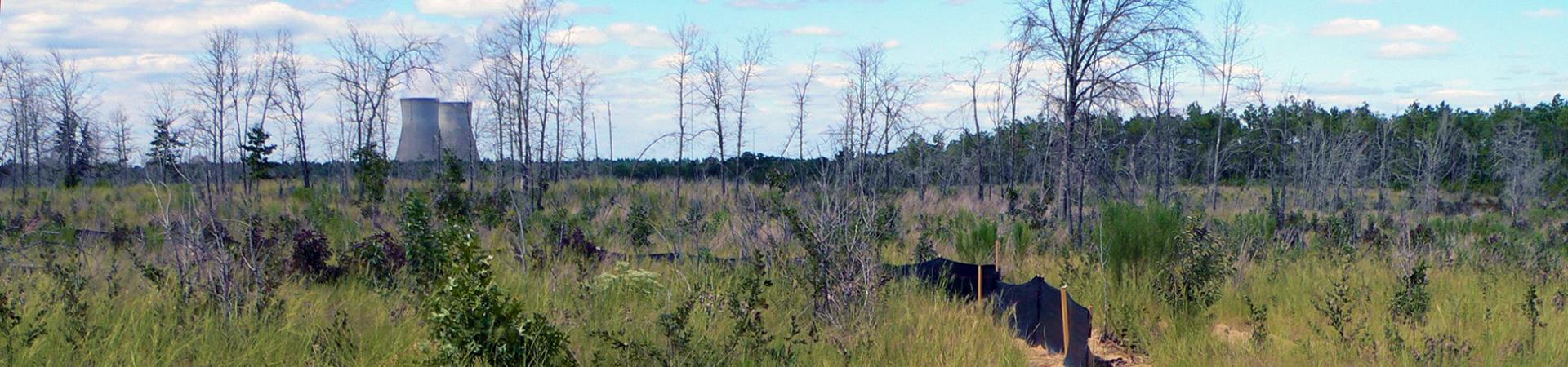 Yuchi Gopher Tortoise Release