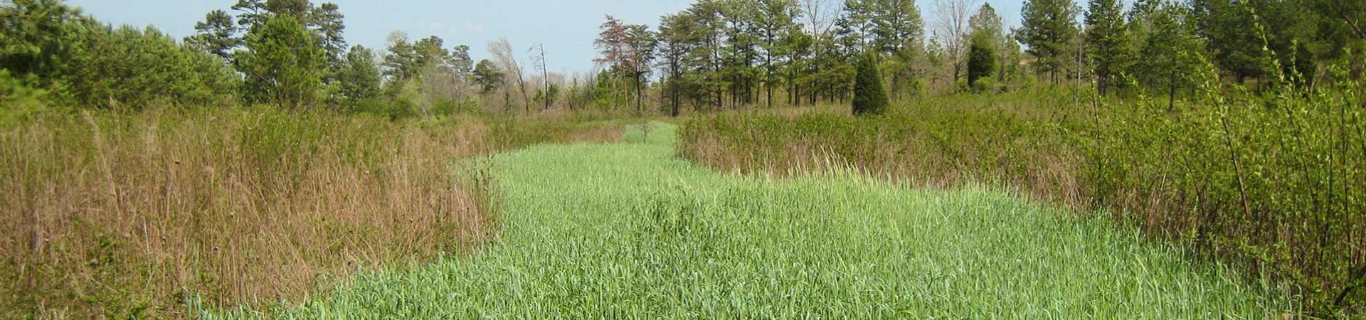 Clover and Rye Strip