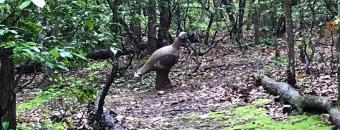 3d Turkey Target in Woods
