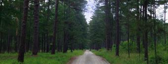 View of a main road in Clarks Hill WMA