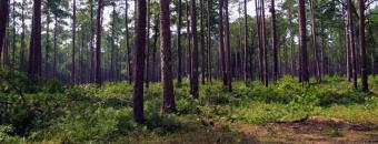 Thinned Pine Forest