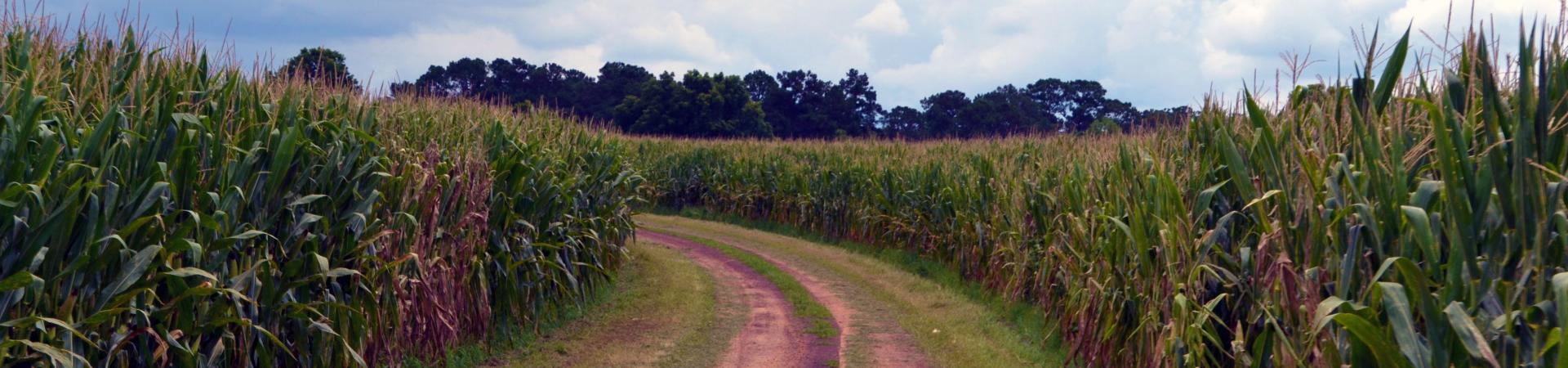 Rogers State Prison Farm Dove Fields