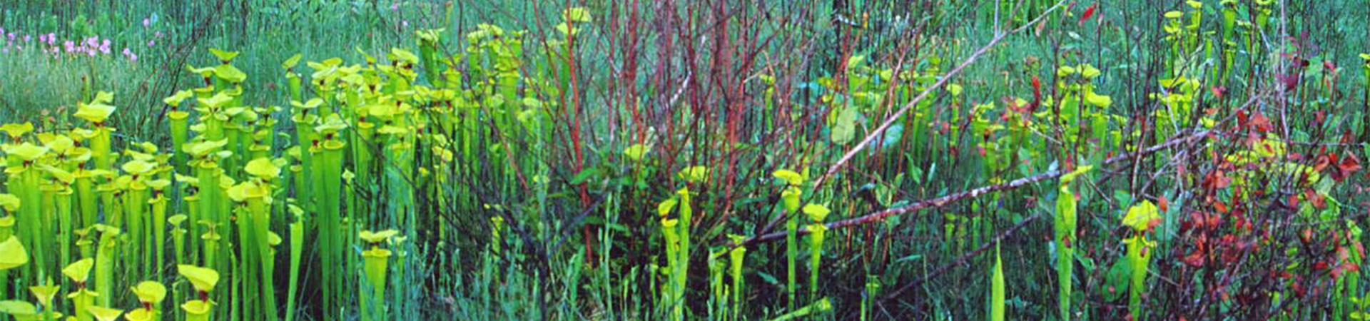 Doerun Pitcher Plant Bog