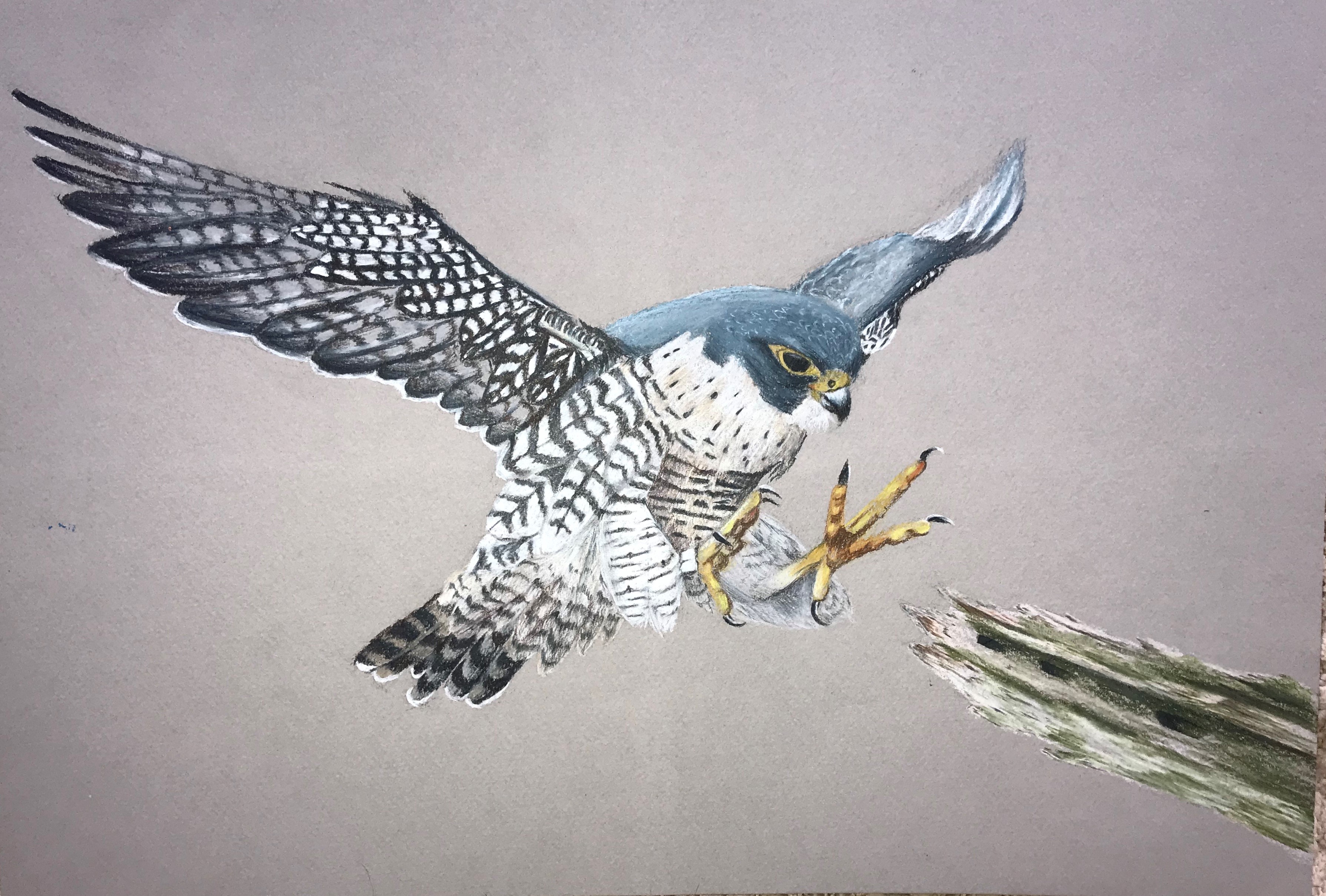 Grand Prize Winner, Alston Li Peregrine Falcon Drawing