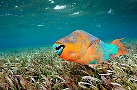 Lionfish | Department Of Natural Resources Division