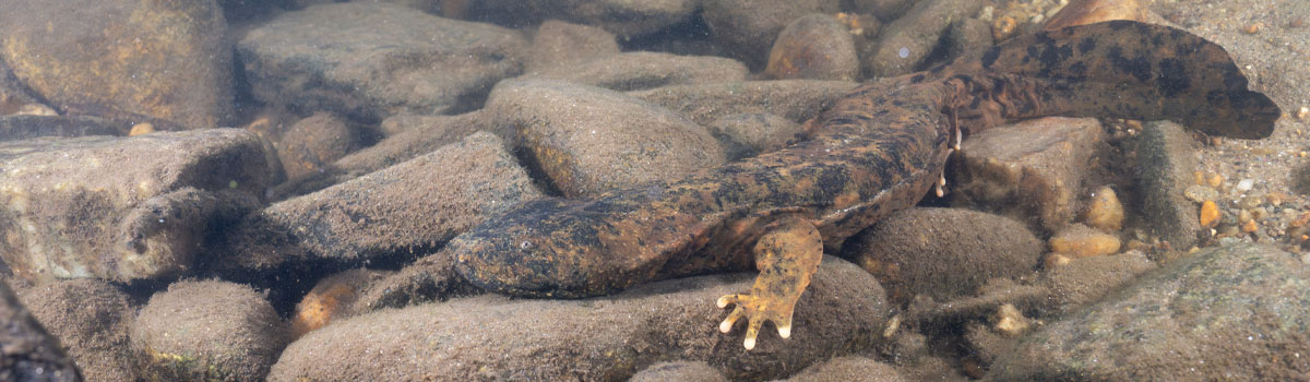 Giant salamander on a rock in mulky pondwater.