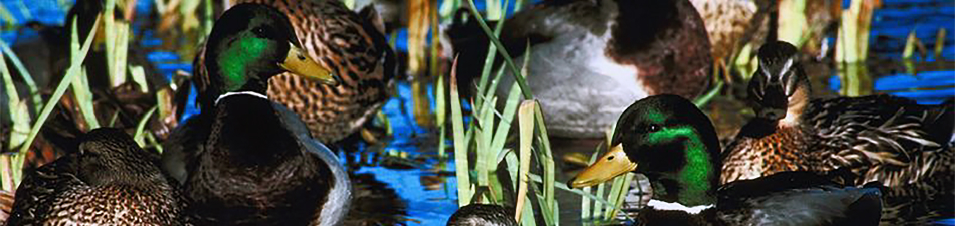 Mallard Ducks on Water