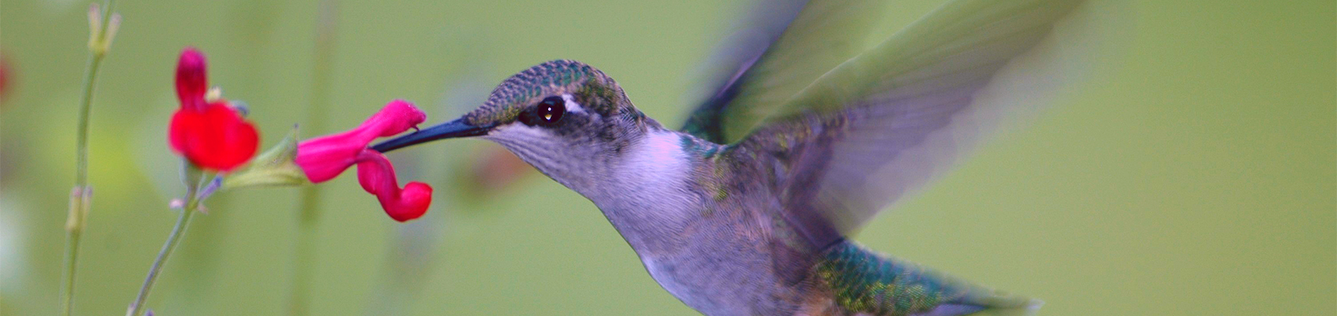 Hummingbird Feeding