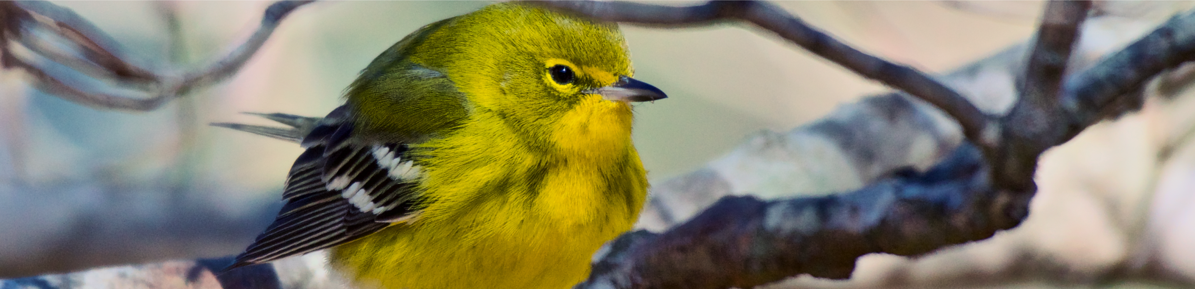 Pine Warbler Sitting on a branch.