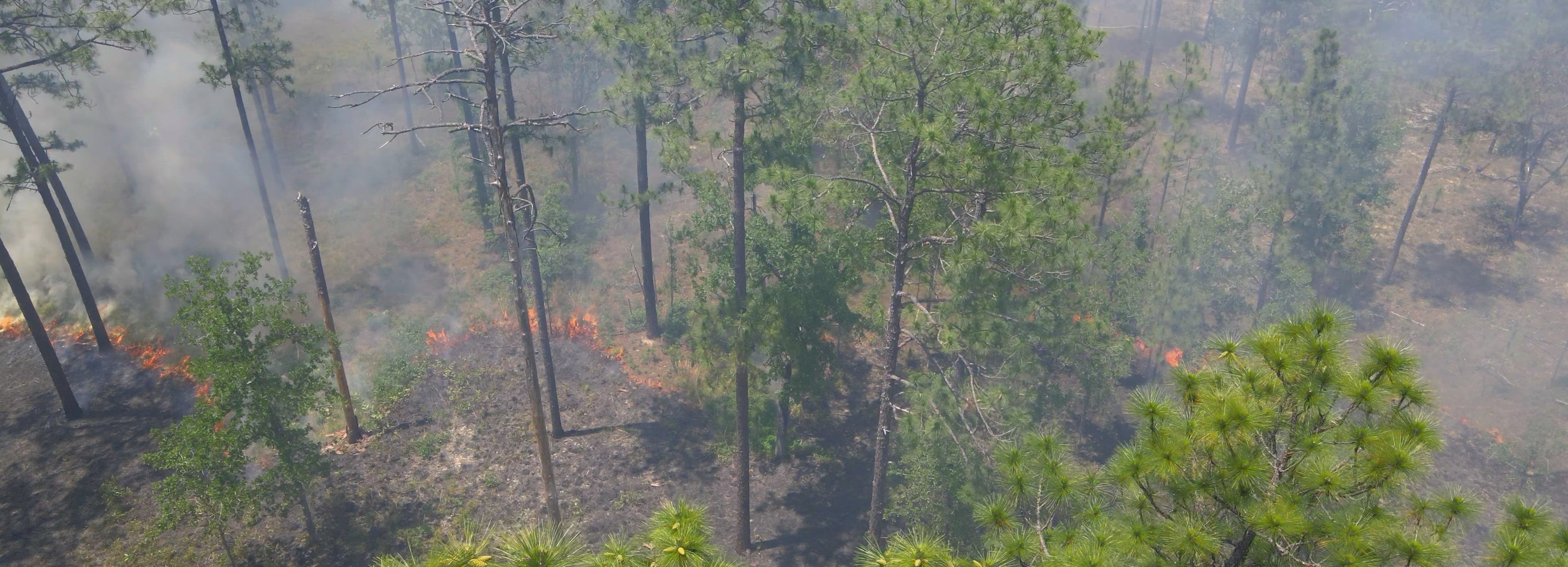 Aerial shot of a prescribed fire in a forest.