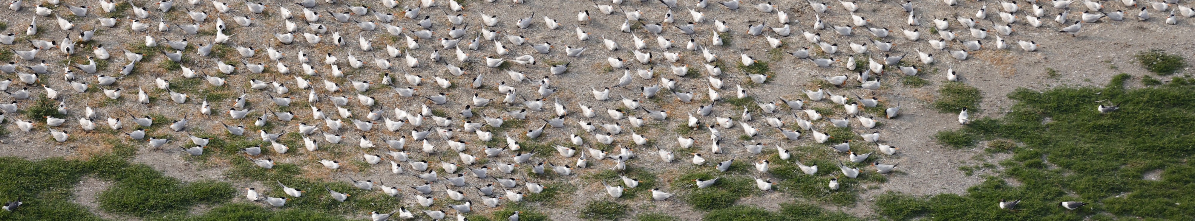 Nesting colony of royal terns on Brunswick Bird Island